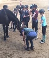 hestemassage Hestekundskab børn ridetur ridning pony dragør